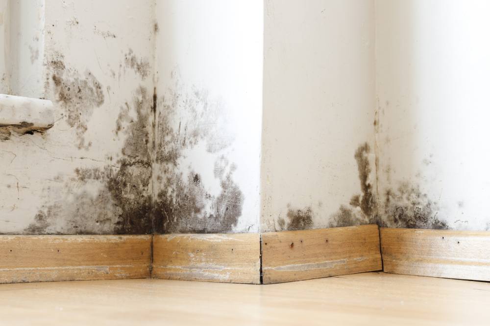 Mould and damp walls